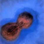 A. M. Hoch, Doubling (blue background), oil on canvas, 36 x 48 inches, 2000