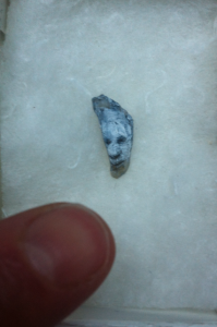 A. M. HOCH, painted shard of tooth.1, approx 7mm x 5mm, ink and oil pastel_2014